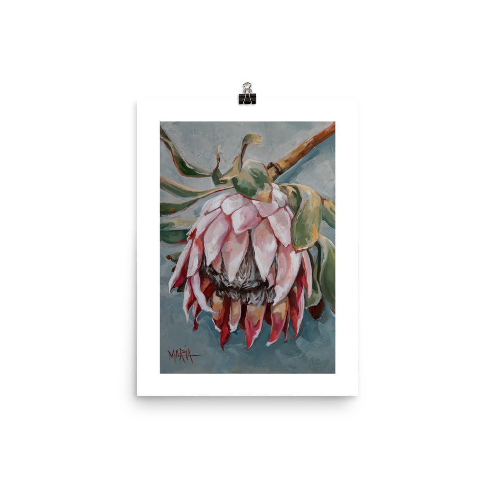 Pale Pink Beauty | A3 Paper Print